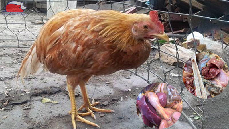 Gà bị viêm đường ruột.