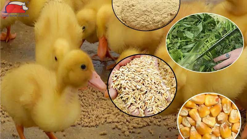 Thức ăn cho vịt: các loại cám và khẩu phần theo từng giai đoạn