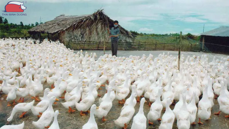 Thức ăn cho vịt: các loại cám và khẩu phần theo từng giai đoạn