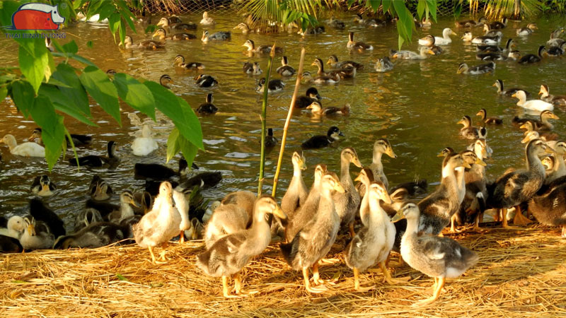 Vịt bầu: Nguồn gốc, phân loại và đặc điểm