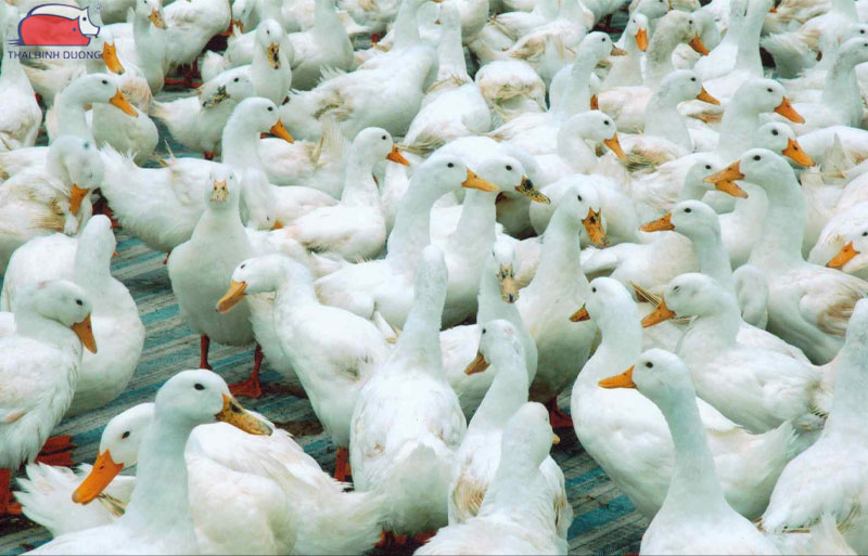 Vịt bầu: Nguồn gốc, phân loại và đặc điểm