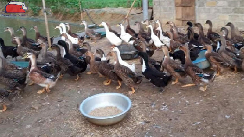 Vịt bầu đất: Đặc điểm, giá bán giống và kỹ thuật nuôi hiệu quả