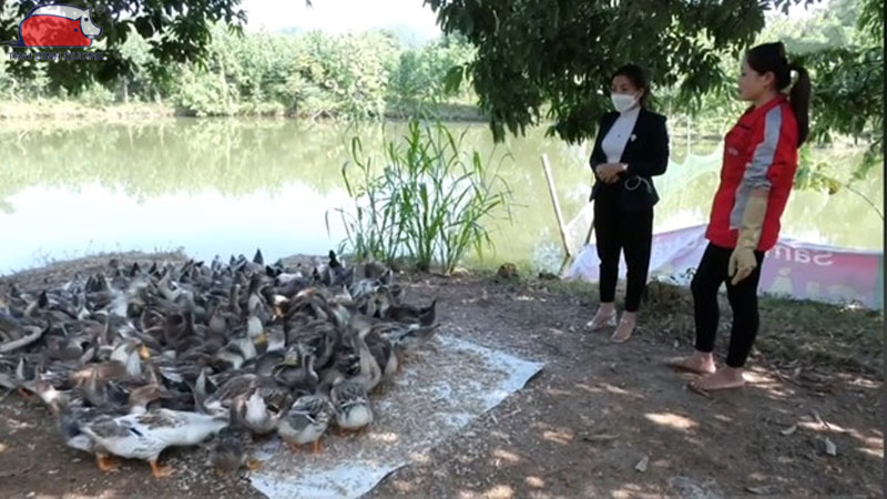 Vịt bầu đất: Đặc điểm, giá bán giống và kỹ thuật nuôi hiệu quả