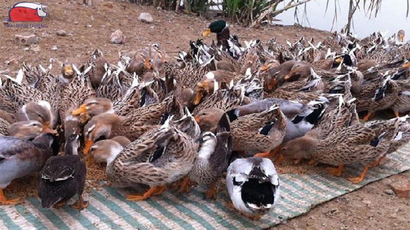 Vịt bầu đất: Đặc điểm, giá bán giống và kỹ thuật nuôi hiệu quả
