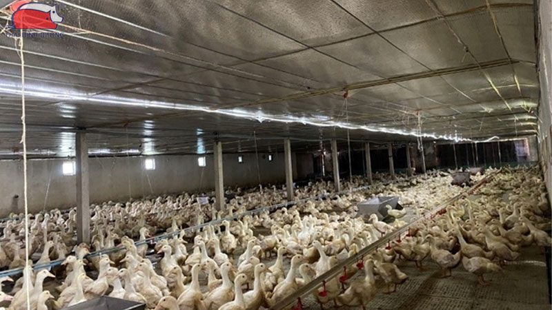 Chi phí nuôi 100 con vịt đẻ: thức ăn, vốn và lợi nhuận 13 Chi phí duy trì khi vịt đang đẻ
