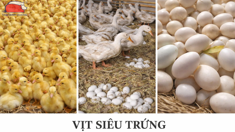 Chu kỳ đẻ trứng của vịt: bao lâu đẻ một lần và đẻ bao nhiêu trứng? 27 Năng suất của giống vịt siêu trứng.