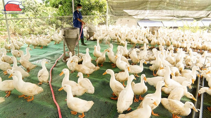 Chu kỳ đẻ trứng của vịt: bao lâu đẻ một lần và đẻ bao nhiêu trứng? 28 Năng suất của giống vịt thịt và vịt kiêm dụng.