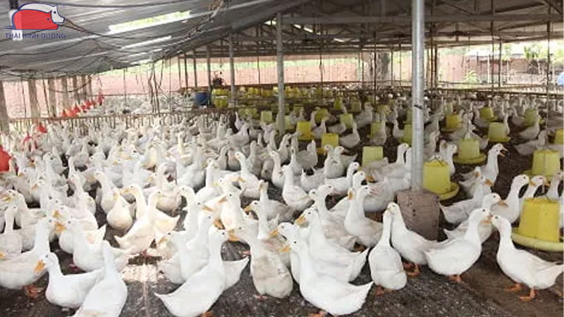 Chu kỳ đẻ trứng của vịt: bao lâu đẻ một lần và đẻ bao nhiêu trứng? 30 Chế độ dinh dưỡng cho vịt siêu đẻ trứng.