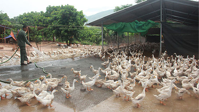 Mô hình chăn nuôi vịt siêu trứng .