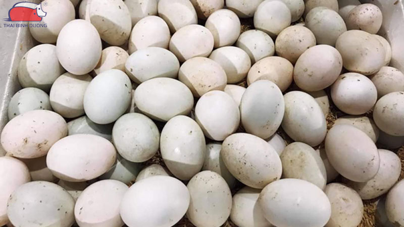 Doanh thu từ bán trứng.