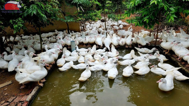 Doanh thu từ bán vịt thải đàn (vịt cừ)
