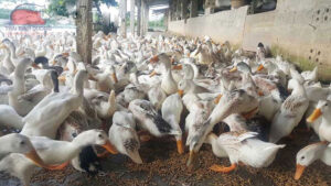 Mô hình nuôi vịt siêu trứng 1.000 con.