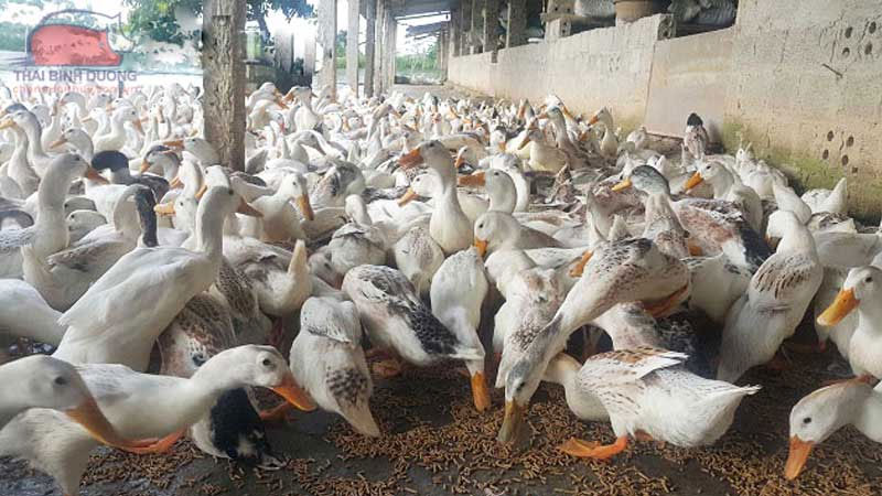 Mô hình nuôi vịt siêu trứng 1.000 con.