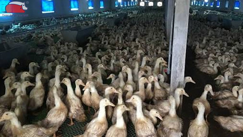Mô hình nuôi vịt đẻ công nghiệp quy mô lớn