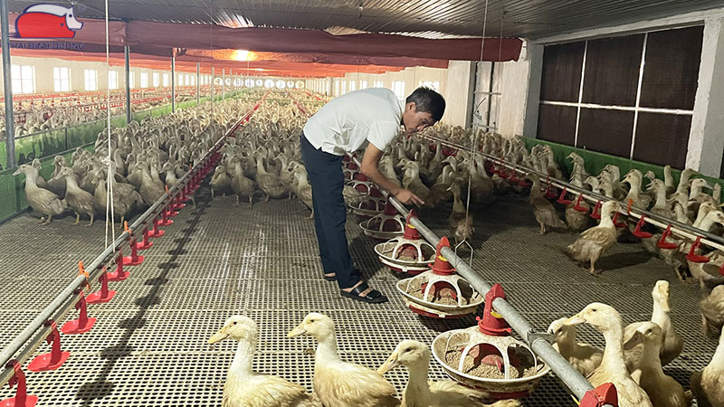 Bài toán chi phí đầu tư cho 1.000 con vịt đẻ.