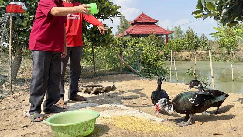 Sử dụng thức ăn phù hợp cho vịt sinh sản
