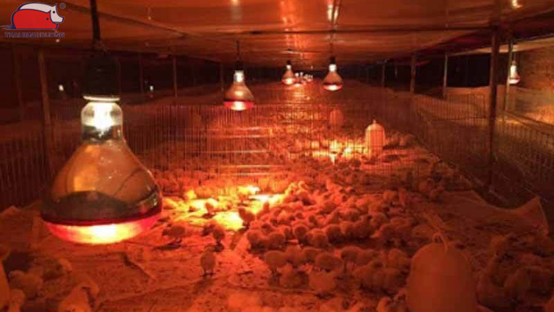 Đèn hồng ngoại úm gà: cách chọn bóng sưởi phù hợp và hiệu quả 18 Hướng dẫn chọn bóng úm hồng ngoại phù hợp với quy mô đàn