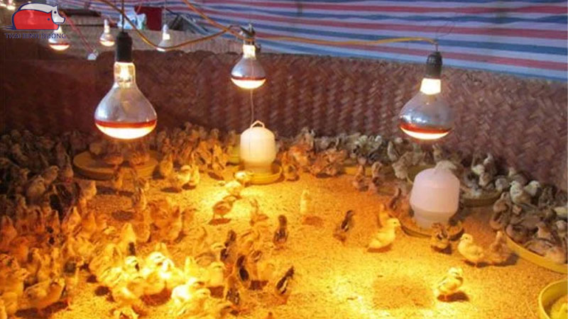 Đèn hồng ngoại úm gà: cách chọn bóng sưởi phù hợp và hiệu quả 19 Bố trí đèn đúng cách và đảm bảo an toàn