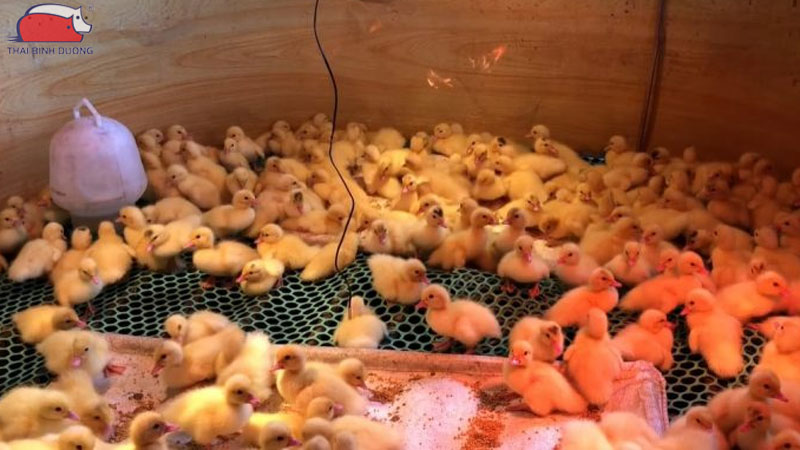 Vịt con 1 – 3 ngày tuổi nên ăn gì?