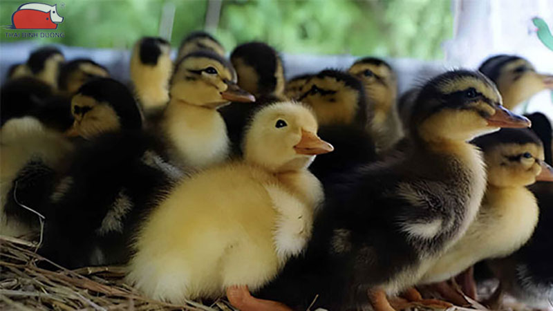 Vịt con 4 – 10 ngày tuổi ăn gì?