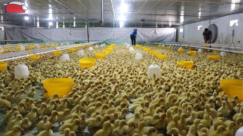 Vịt trên 20 ngày tuổi ăn gì?