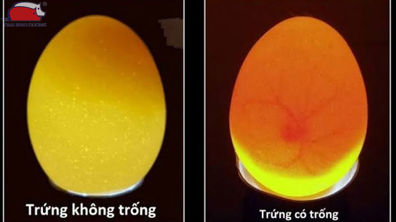 So sánh trứng vịt có trống và trứng vịt không trống.