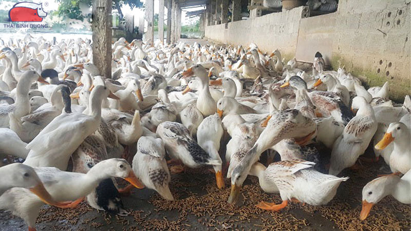 Vịt mái có thể đẻ trứng mà không cần vịt đực.
