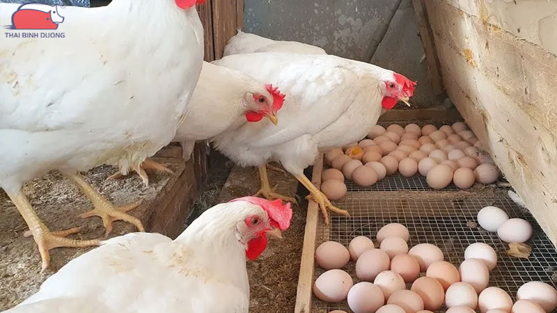 Cách chăm sóc gà đẻ trứng trong mùa mưa