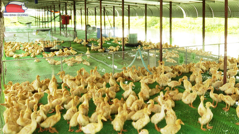 Cách nuôi vịt con tại nhà: kỹ thuật chăm sóc và phòng bệnh 32 Cách nuôi vịt con tại nhà.