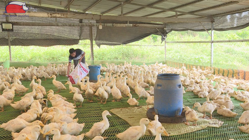 Cách nuôi vịt con tại nhà: kỹ thuật chăm sóc và phòng bệnh 33 Cách nuôi vịt con tại nhà.