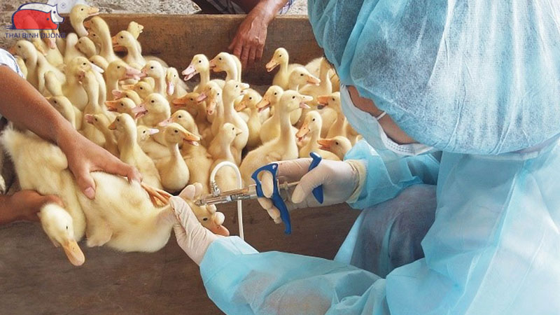 Cách nuôi vịt con tại nhà: kỹ thuật chăm sóc và phòng bệnh 39 Lịch tiêm phòng cho vịt con