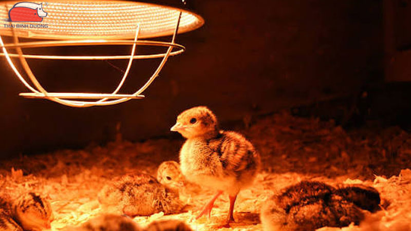 Chuẩn bị khu vực và thiết bị úm gà con