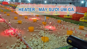 Heater chăn nuôi là thiết bị tạo nhiệt công suất lớn