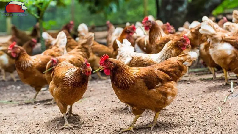 Kỹ thuật nuôi gà thịt trong mùa lạnh