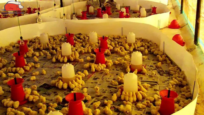 Thuốc úm gia cầm là gì? Cách chọn và sử dụng đúng cách 11 Thuốc úm gia cầm