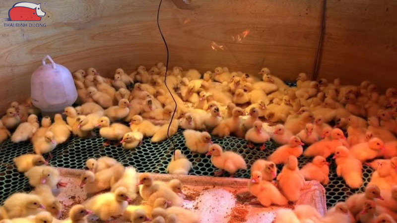 Vịt con mới nở ăn gì? Khi nào cho ăn và cách cho ăn đúng kỹ thuật 23 Cho vịt con mới nở ăn hợp lí.