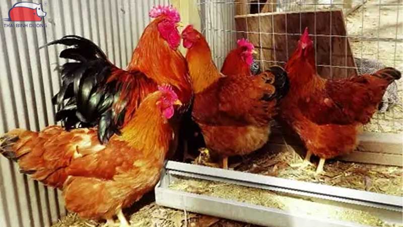 Gà Rhode Island Red