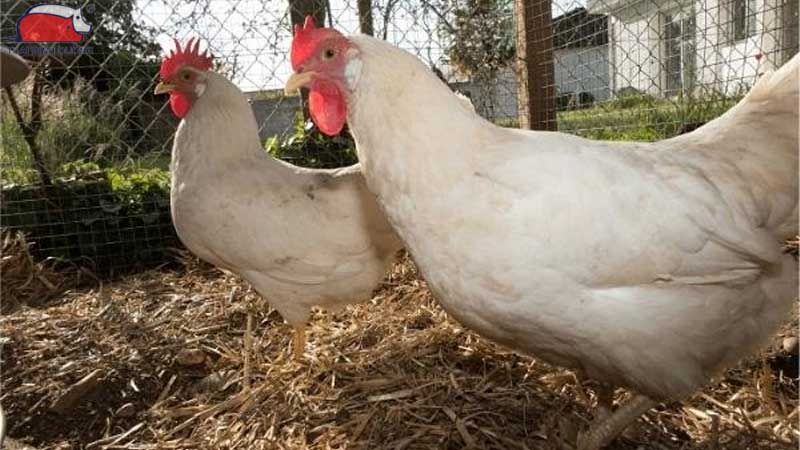 Gà Leghorn