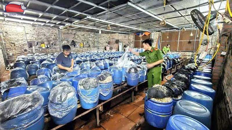 Quy định pháp luật và mức xử phạt