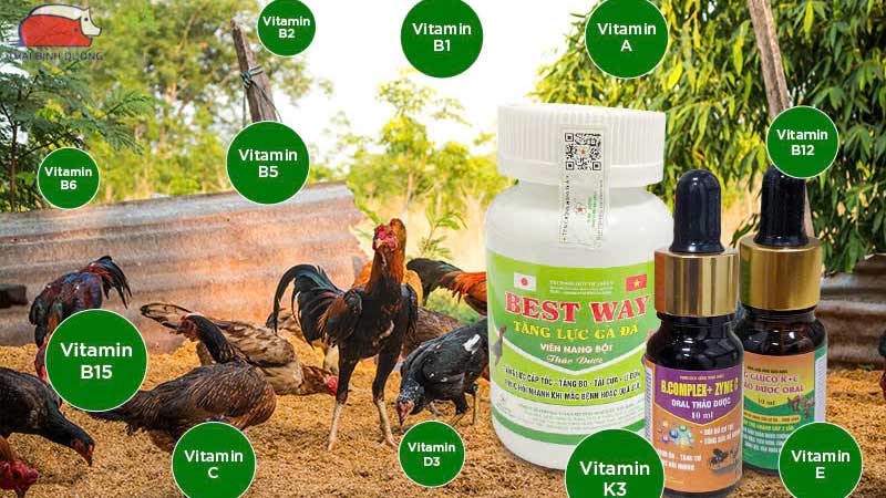 Vitamin và khoáng chất